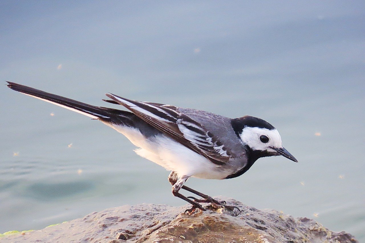 white wagtail, ornithology, songbird-8099459.jpg